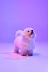 Fototapeta na wymiar Portrait of fluffy charming dog bichon frize looking up over lilac color background in neon light filter. Dog before grooming. Friend, love, care and animal health concept