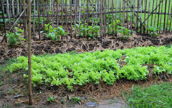 Organic green oak and other vegetable growing in backyard garden.