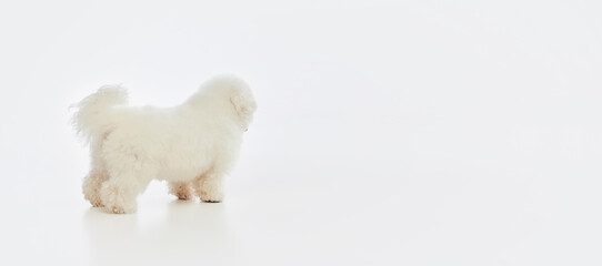 Back view of fluffy dog bichon frize posing over white studio background. Dog before grooming. Concept of care, animal health, visit to vet. Banner