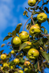 Ripe apples hang on the branches of a tree in the autumn season