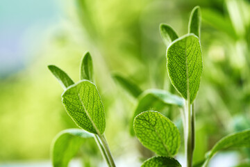 Fresh sage herb growing outdoors in the summer