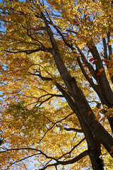 Tree with orange and yellow autumn leaves