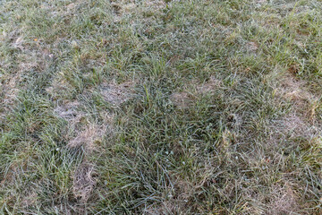 Fototapeta na wymiar green grass in frost in the morning