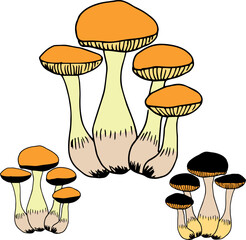 Forest mushrooms set. Vector illustration. Forest plant.