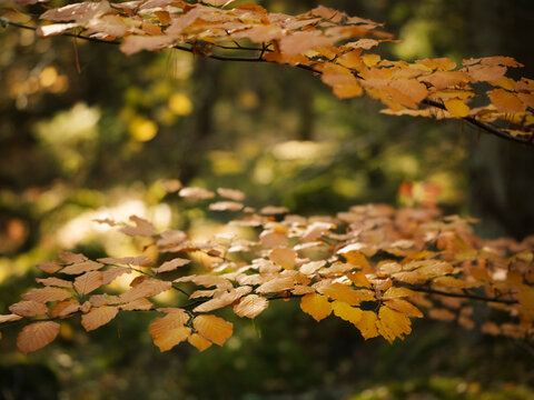Fototapeta Autumn leaves on tree