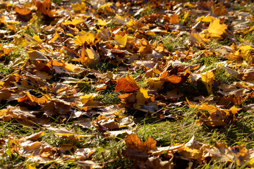 Fallen to the ground dry maple foliage in the autumn season
