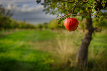 Roter Apfel