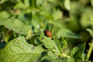 Colorado beetles, growing potatoes as a food product