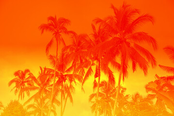 Fototapeta na wymiar Palm tree tropical sunny forest, vacation concept