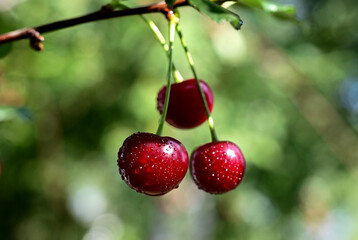 Obraz premium ripe cherry berries on a branch
