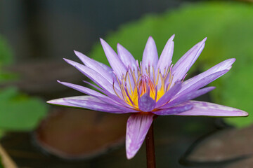 Close-up shot of purple lotus flower in a pot