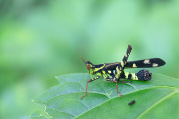 Green bug on green leaf in big forest