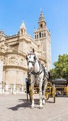 Naklejka na ściany i meble White horse in front of the cathedral and the Giralda of Seville