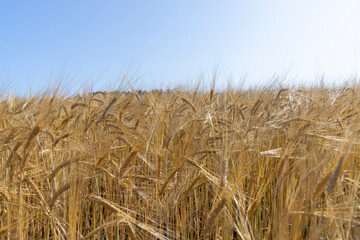 Fototapeta na wymiar ripe wheat harvest in summer