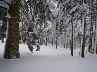 snow covered pine trees