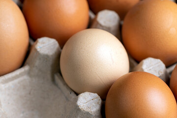 Fresh chicken eggs for cooking