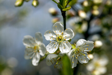 apple fruit trees blooming in the spring season