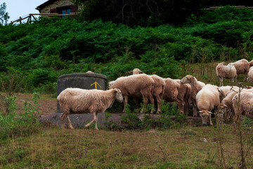 A flock of sheep French Pyrenees