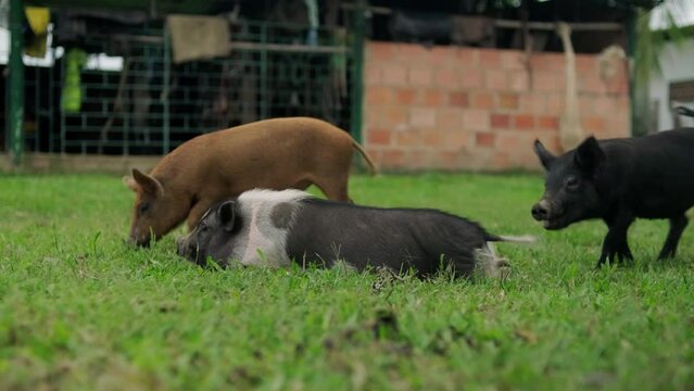 Cerdos peque&ntilde;os en un campo verde caminando tranquilos en plano completo 