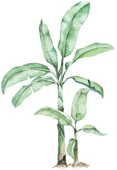 Banana palms tree white watercolor.Tropical leaves, dense jungle.Banner with tropic summertime.Banana tree.