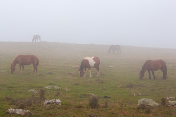 Horses in a foggy field during a sunrise.
