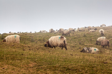 A flock of sheep grazing in the mist at early morning