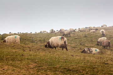 Fototapeta premium A flock of sheep grazing in the mist at early morning