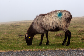 Obraz premium Goat on a meadow in the mist