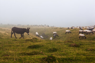 Donkey standing on foggy land, French Pyrenees