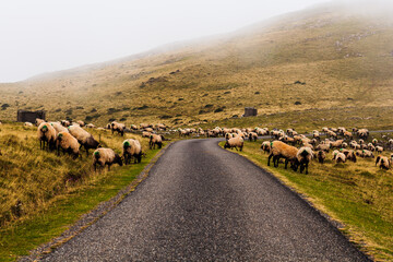 Flock of sheep grazing next to the path of the Camino de Santiago