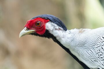 Pheasant looking for food