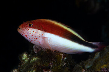 A Hawkfish rests at a coral reef. Underwater world of Tulamben, Bali, Indonesia.