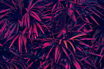 tropical leaves background, neon glow color toned