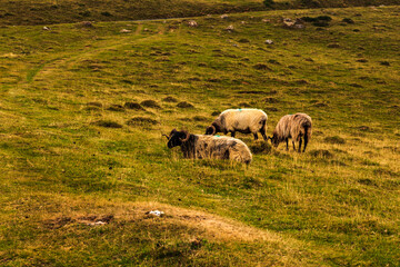Goats grazing on meadow along the Camino de Santiago