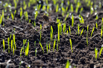 Winter wheat variety covered with dew drops