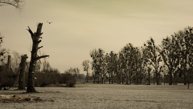 Old Trees