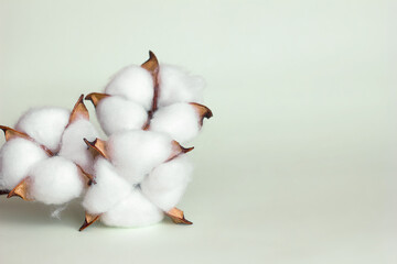 Delicate white cotton flowers, dry cotton branch. Natural organic fiber, agriculture, cotton seeds, fabric raw materials, selective focus	