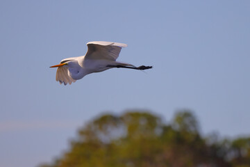 Flying great egret against blurred blue sky on sunny day. 