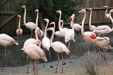 Fototapeta na wymiar Flamingos