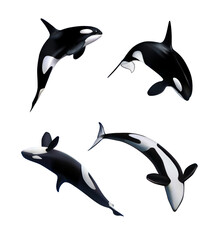 The killer whale jumps out of the water. 3D illustration
