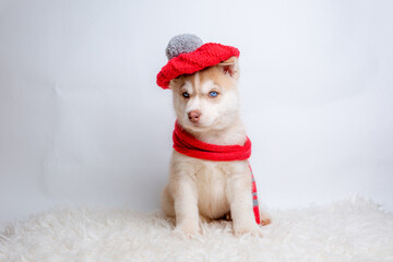a Siberian husky puppy in a knitted hat and scarf sits on a white background