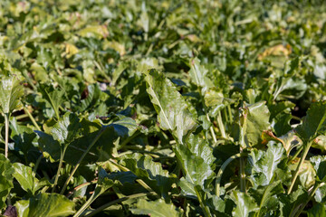 Old beet tops in the field in the autumn season