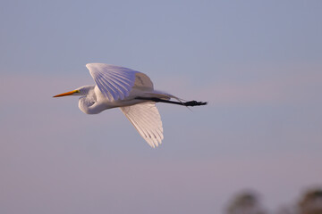 Fototapeta premium Flying great egret against blurred blue sky on sunny day. 