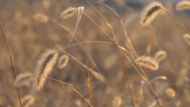 setaria viridis dry in the wind, with a blurry yellow background