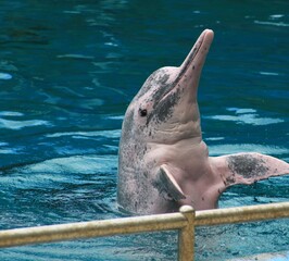 Dolphin