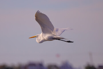 Flying great egret against blurred blue sky on sunny day. 