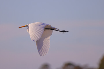 Flying great egret against blurred blue sky on sunny day. 