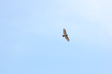 Bird in flight