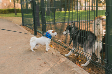 Dog jack russell terrier and husky funny playing together outdoors in dogs playground at sunny spring day