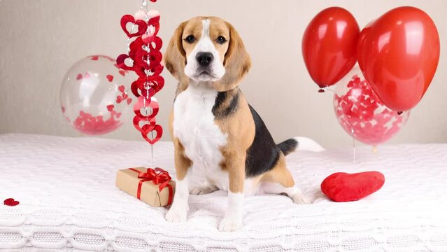 The beagle dog is sitting on the bed and barking. The room is decorated with helium balloons and hearts. Happy Birthday or Valentine's Day greeting card.